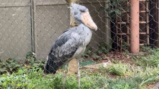 ハトゥーウェさんサーナさんのようすです。2022年9月7日 上野動物園　ハシビロコウ