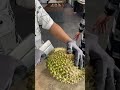 harganya 560.000 ⁉️ durian bawor durian durianbawor masduren