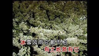 梅花 卡拉OK版 （由你主唱）