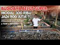 SUKSES BUDIDAYA BELUT KANG WARDI DARI MODAL 300 RIBU SEKARANG 1 TON 1 MINGGU | CERITA USAHA OASIS