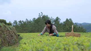 【二米炊烟】茶叶 using tea leaves to make delicious and beautiful pastries-green tea crisp