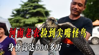 河南老农捡到尖嘴怪鸟，竟能卖600多万，老农却坚持放生