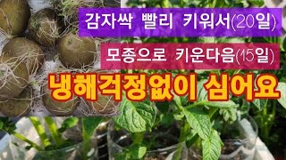 옥상텃밭 감자 모종심기/씨감자 싹틔우기/감자재배/씨감자 자르기/감자모종/씨감자 심는시기/