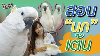 สอนนกกระตั้วเต้น ไก่ย่างนกแสนรู้ | กุ๊กกิ๊กหม่าล่า