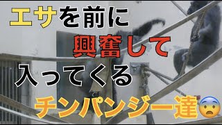 【円山動物園】エサを前に興奮するチンパンジー達😨