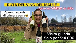 Así es un VIÑEDO en CHILE [ ruta del vino del Maule]🍇