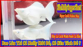 Cá molly bụng to khi nào thì đẻ, cách mình chăm cá bầu, combo molly supper short cuối video|DLB Vlog