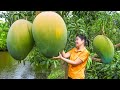 Harvesting Giant Mango Go to Market Sell | Farming and Cooking | An Phú Daily Life