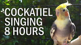 Pied Cockatiel Singing Sounds Tono Cockatiel Calls - Natural Song