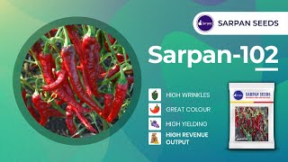 Sarpan 102 Byadagi chilli Dabbi seeds - crop