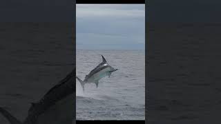 910 Pound Marlin in Portugal. #fishing #bluemarlin #marlin #fish