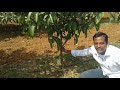 uhdp cultivation practices in telugu part 1