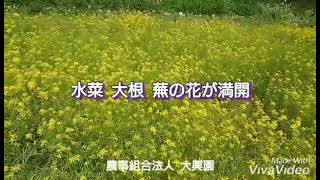 八丈島の農業  農事組合法人 大興園