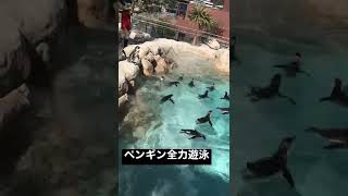 ペンギンが超スピードで泳ぐ動画