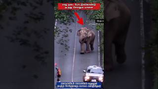 நீங்களும் பத்திரமா போங்க BOSS..!❤️ #shorts #elephant #animals