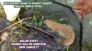 NYEROK IKAN DI PINGGIR SUNGAI DAPAT IKAN CHANNA UNIK MIRIP MOLLY BALLON