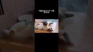 【可愛い動物】 子猫がプロマッサージ師すぎる・・・世界一無駄な雑学#shorts #解説