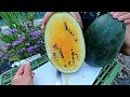 🍉 porównanie 2 szczepionych arbuzów shuga elloy oraz 🍉 arbuz zorja Кавун Зоря f1 innova seeds