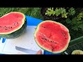 🍉 porównanie 2 szczepionych arbuzów shuga elloy oraz 🍉 arbuz zorja Кавун Зоря f1 innova seeds