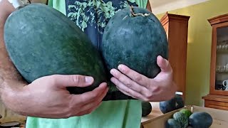 🍉 Porównanie 2 szczepionych arbuzów Shuga Elloy oraz 🍉 Arbuz Zorja / Кавун Зоря F1 (Innova seeds)