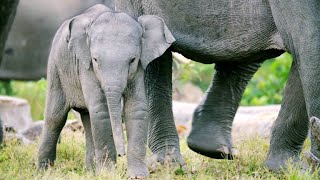 This Salt Lick Doubles as a Reunion Spot for Elephants