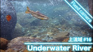 【underwater river】郡上の水中映像「上流域」#16