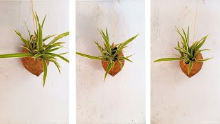 Hanging Plants | Waste Material Craft | Coconut Shell Flower Pot | Natural | Say No Plastic | Plants