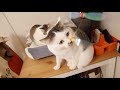 猫も犬も夢中！カシャカシャびょんびょんで遊んでみた。