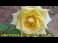 Different Varieties of Roses and Flowers in Our Home Garden