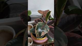 Indoor Plant planting Tips | Rubber Plant | ഇൻഡോർ റബ്ബർ പ്ലാൻറ്