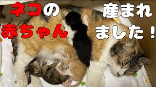 ＜産後0日＞4月2日に猫の赤ちゃんが産まれましたとってもかわいい子猫達です＜むぎほの出産＞