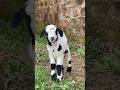 Goat farming: Baby goat looking adorable