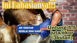 Cara Penggemukan Sapi Potong 4 Bulan Panen, Pasti Untung