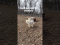 Meathead and the chickens that he protects. #farm #farmdogs #chicken #greatpyrenees #homestead