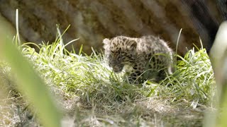 Pair of rare leopard cubs romp at San Diego Zoo