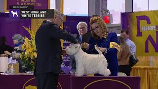 West Highland White Terrier | Breed Judging 2019