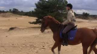 Fast gallop on sand plain