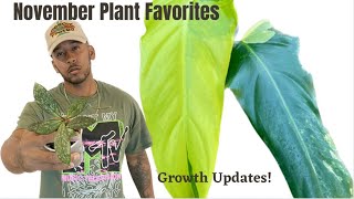 November Plant Favorite (Philos, Anthurium, Hoyas, and More)