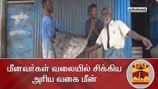 மீனவர்கள் வலையில் சிக்கிய அரிய வகை மீன் | Rare Species | Rare Fish | Rameswaram