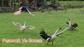 Battle of the Birds: Peacock Vs Chinese Goose Family