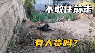 山坳里像似有大猛货，狗子不敢越雷池一步，眼睛都盯着同一个方向