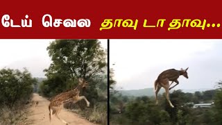 30 அடி நீளம் மற்றும் 10 அடி உயரத்தில் குதிக்கும் மான் #viralvideo