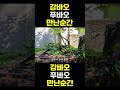 한국농수산tv 강바오 푸바오 만난 순간 푸바오 러바오 아이바오 출처 전지적할부지시점