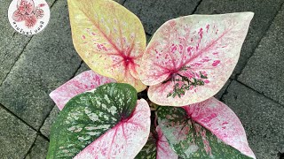 บอนสี ตัวเทพ #เพชรประกายดาว #บอนสี #สวนจันทร์บอนสี #caladium