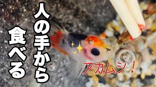 【可愛すぎ】金魚が赤虫を食べるほのぼの動画。｜Goldfish are healing.