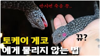 토케이게코가 악마의 도마뱀...? No..! 핸들링 방법을 알아보자[토케이게코 사육Tip 3편]