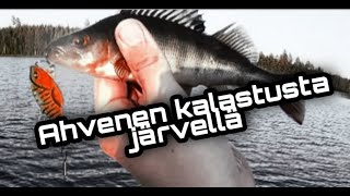 Ahvenen kalastusta järvellä | Loman kunniaksi jigailemaan ahventa!