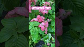 Mussaenda plant 🌸 #youtubeshorts #ytshorts #shortvideo #shorts #mussaenda #gardening #rakhi