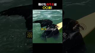 助けたカラスは〇〇派！ #ほっこりショート