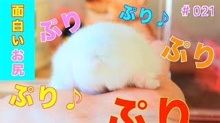 ハムスターのお尻ダンスが可愛過ぎてヤバい‼️‼️(笑)おもしろ可愛い動物♪ hamster cute animal